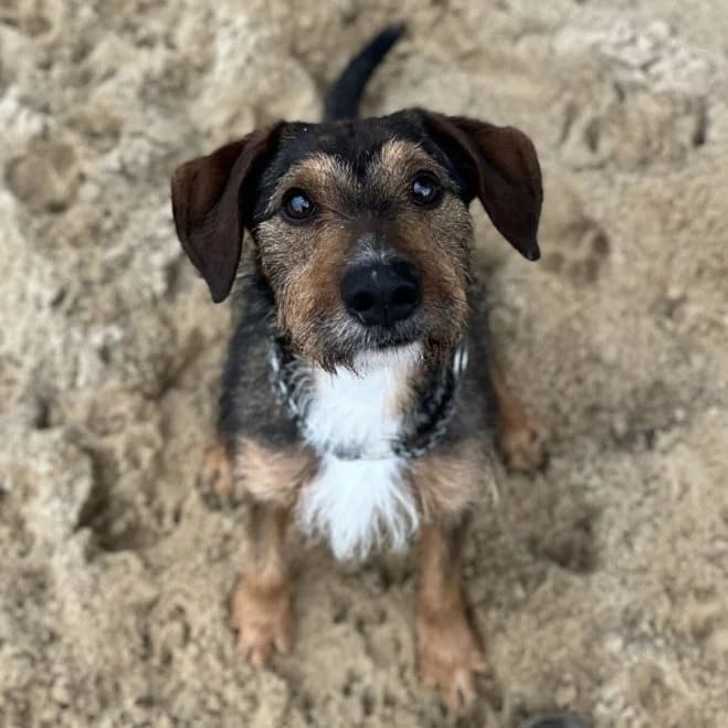 Tofik, male 3yo mixed breed for adoption at Schronisko dla Zwierząt w Poznaniu, Poznan