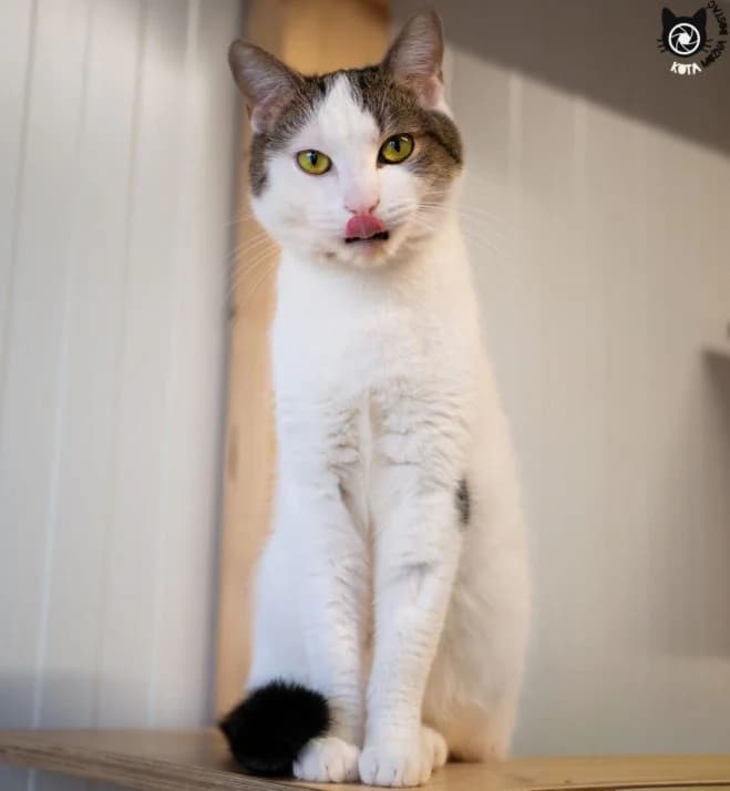 Żappsik, male 4yo mixed breed for adoption at Schronisko dla Zwierząt w Poznaniu, Poznan