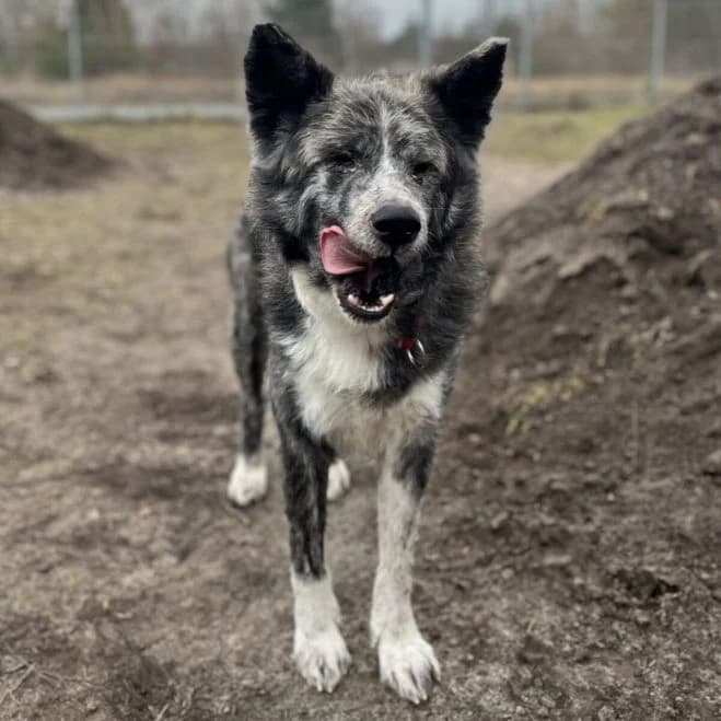 Hachiko, male 4yo Akita for adoption at Schronisko dla Zwierząt w Poznaniu, Poznan