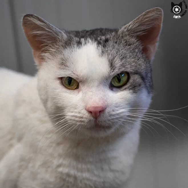 Elf FeLV+, male senior mixed breed for adoption at Schronisko dla Zwierząt w Poznaniu, Poznan