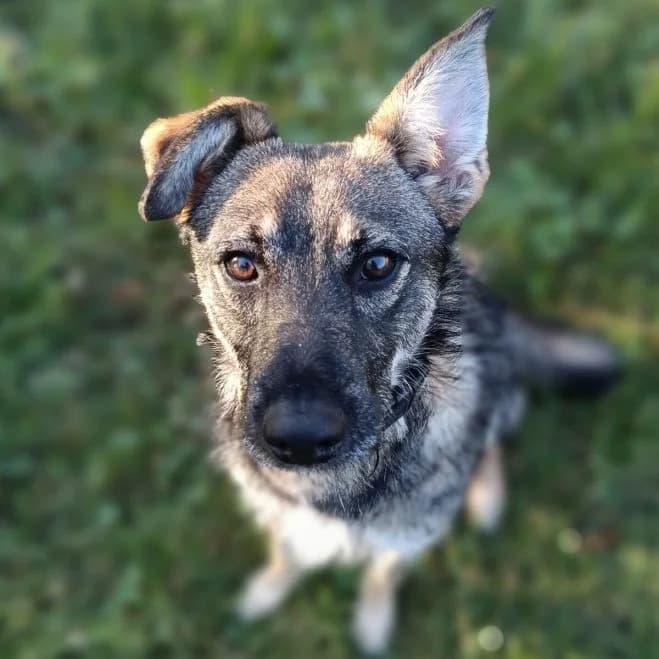 Jelonek, male young mixed breed for adoption at Schronisko dla Zwierząt w Poznaniu, Poznan
