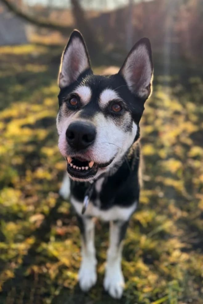 Togo, male 5yo Husky for adoption at Schronisko dla Zwierząt w Poznaniu, Poznan