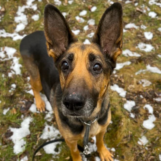Wiki, female senior German Shepherd for adoption at Schronisko dla Zwierząt w Poznaniu, Poznan