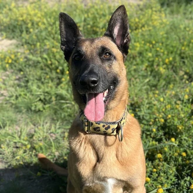 Rocky-2, male 4yo mixed breed for adoption at Schronisko dla Zwierząt w Poznaniu, Poznan