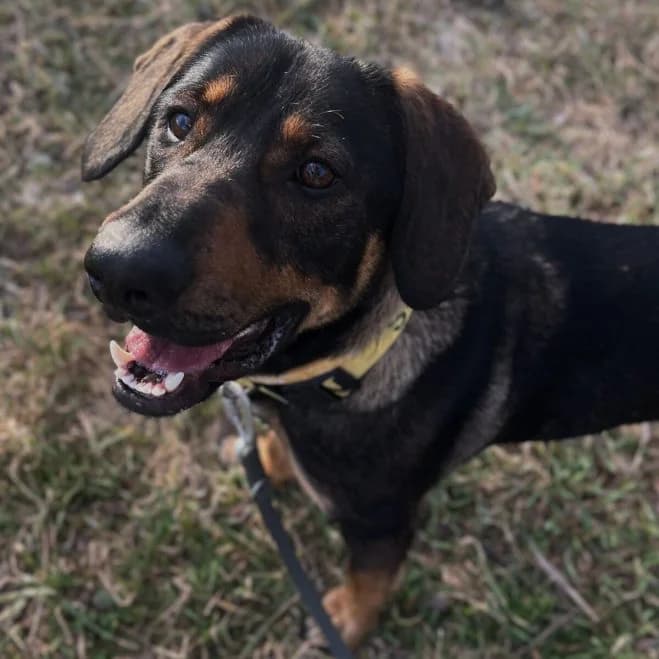 Juno, male young mixed breed for adoption at Schronisko dla Zwierząt w Poznaniu, Poznan