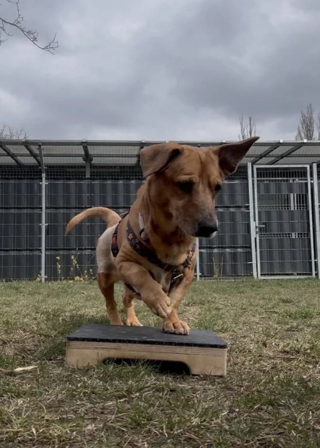 Bolo, male senior mixed breed for adoption at Schronisko dla Zwierząt w Poznaniu, Poznan