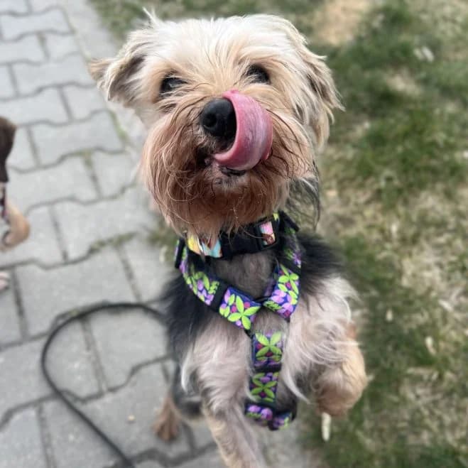Rambo, male senior Yorkshire Terrier for adoption at Schronisko dla Zwierząt w Poznaniu, Poznan