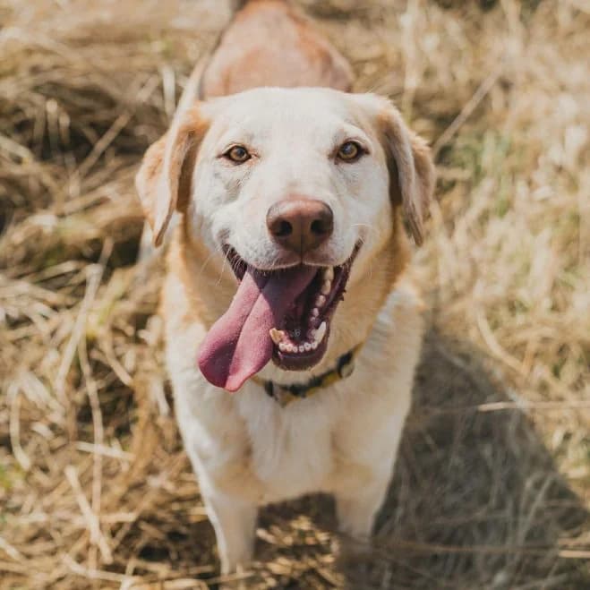 Szczekoladek, male 5yo Husky for adoption at Schronisko dla Zwierząt w Poznaniu, Poznan