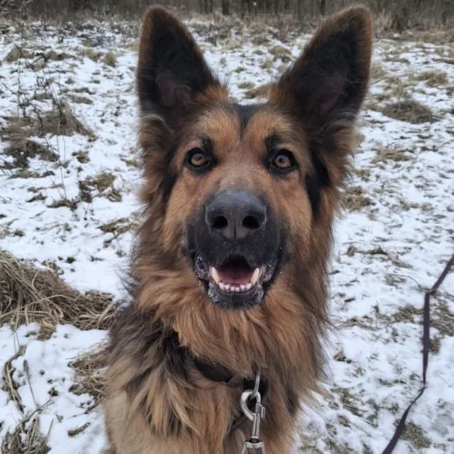 Broki, male 3yo German Shepherd for adoption at Schronisko dla Zwierząt w Poznaniu, Poznan