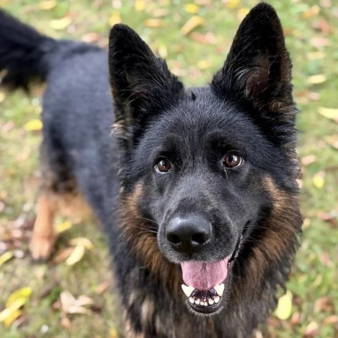 Brutus-1, male 3yo mixed breed for adoption at Schronisko dla Zwierząt w Poznaniu, Poznan