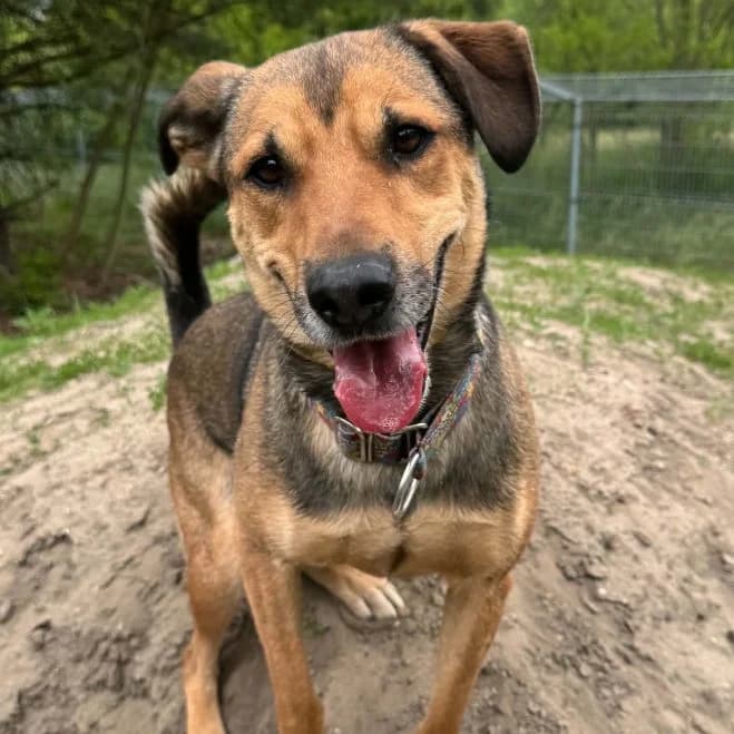 Ares, male 5yo mixed breed for adoption at Schronisko dla Zwierząt w Poznaniu, Poznan