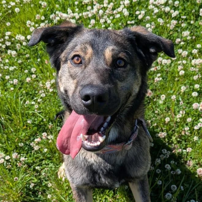 Loco, male young mixed breed for adoption at Schronisko dla Zwierząt w Poznaniu, Poznan