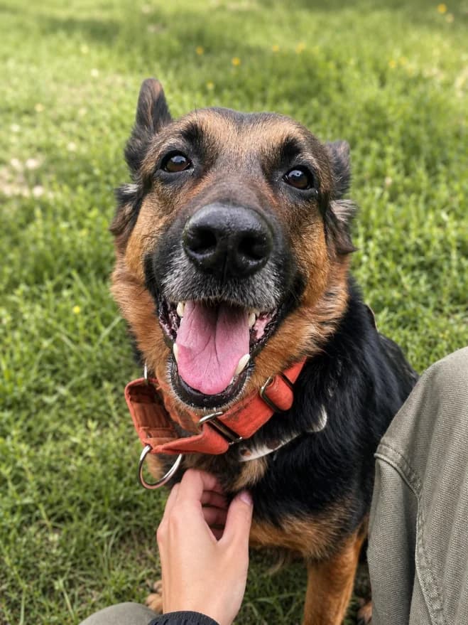 Piękna, female 7yo German Shepherd for adoption at Schronisko dla Zwierząt w Poznaniu, Poznan