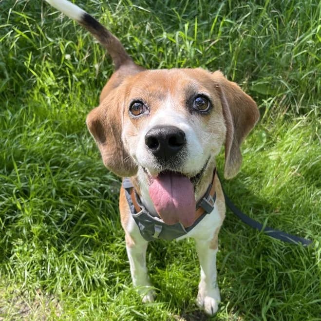 Miko, male senior Beagle for adoption at Schronisko dla Zwierząt w Poznaniu, Poznan