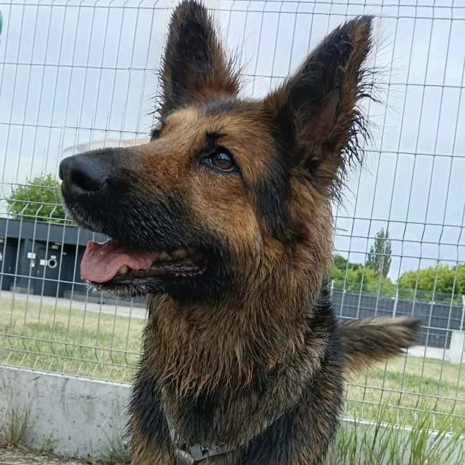 Saba, female 7yo German Shepherd for adoption at Schronisko dla Zwierząt w Poznaniu, Poznan