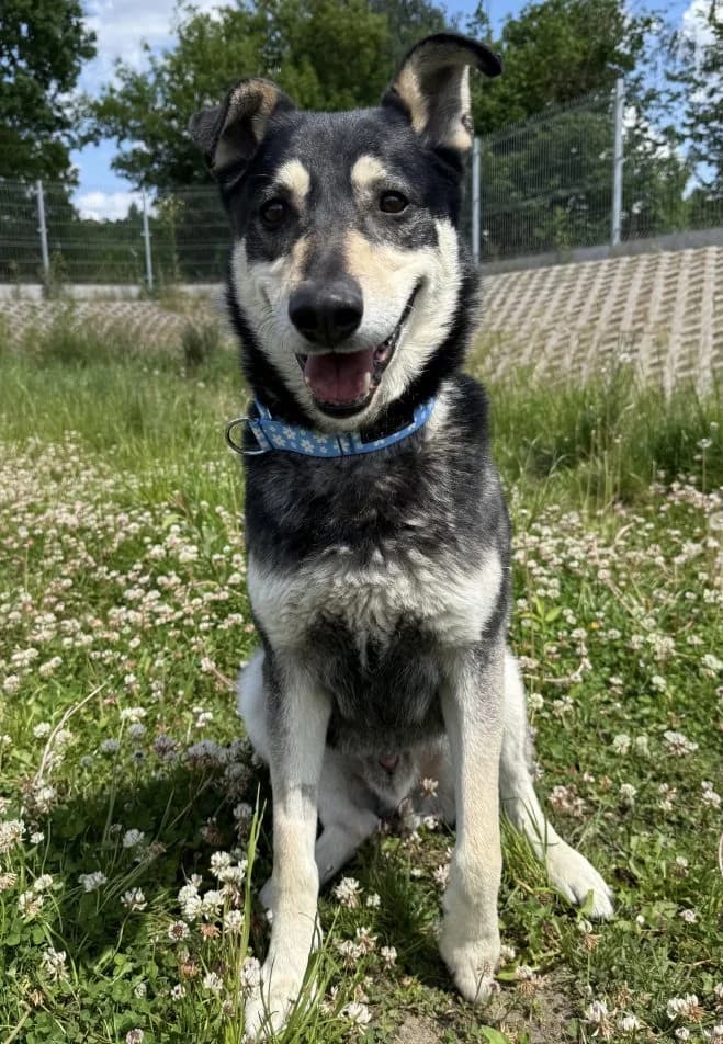 Haki, male senior Husky for adoption at Schronisko dla Zwierząt w Poznaniu, Poznan
