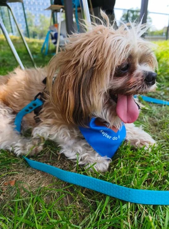 Otik, male senior Shih Tzu for adoption at Schronisko dla Zwierząt w Poznaniu, Poznan