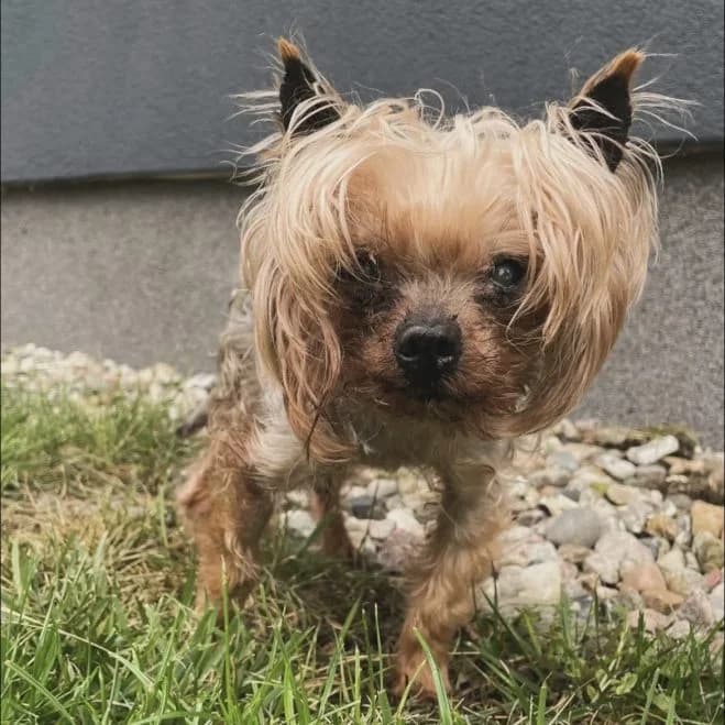 Snoopy, male senior Yorkshire Terrier for adoption at Schronisko dla Zwierząt w Poznaniu, Poznan