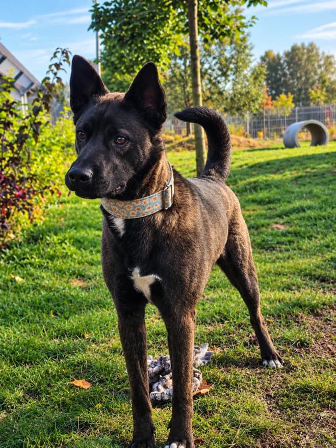 Lindo, male young mixed breed for adoption at Schronisko dla Zwierząt w Poznaniu, Poznan