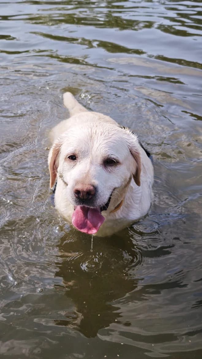 Ila, female 5yo Labrador Retriever for adoption at Schronisko dla Zwierząt w Poznaniu, Poznan