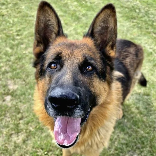 Oskar, male 6yo German Shepherd for adoption at Schronisko dla Zwierząt w Poznaniu, Poznan