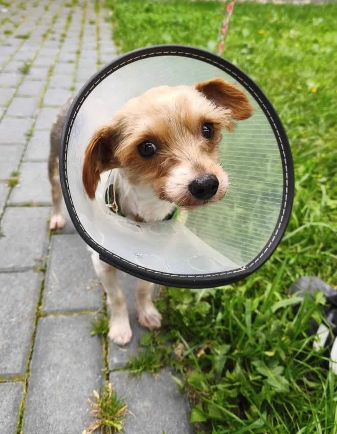 Yor, male 4yo Yorkshire Terrier for adoption at Schronisko dla Zwierząt w Poznaniu, Poznan