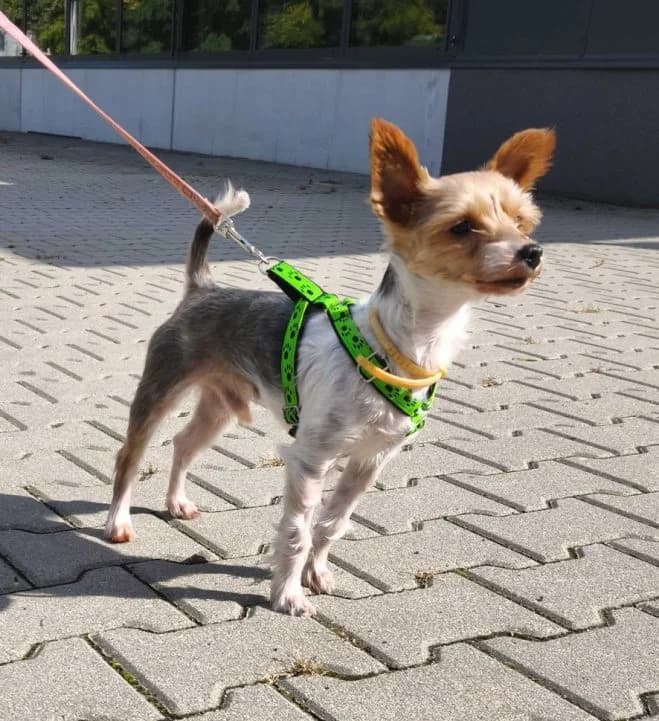 Yor, male 4yo Yorkshire Terrier for adoption at Schronisko dla Zwierząt w Poznaniu, Poznan