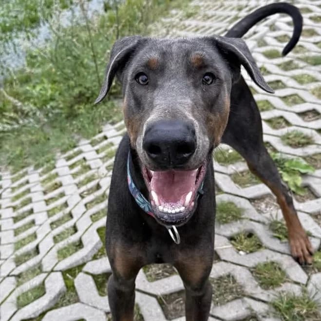 Drako, male young Doberman for adoption at Schronisko dla Zwierząt w Poznaniu, Poznan