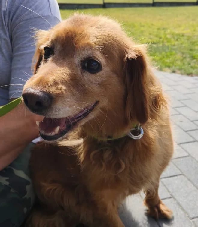 Toffi, female 7yo mixed breed for adoption at Schronisko dla Zwierząt w Poznaniu, Poznan
