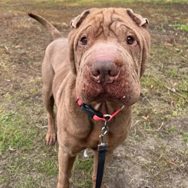 Chapo, male 7yo Shar Pei for adoption at Schronisko dla Zwierząt w Poznaniu, Poznan