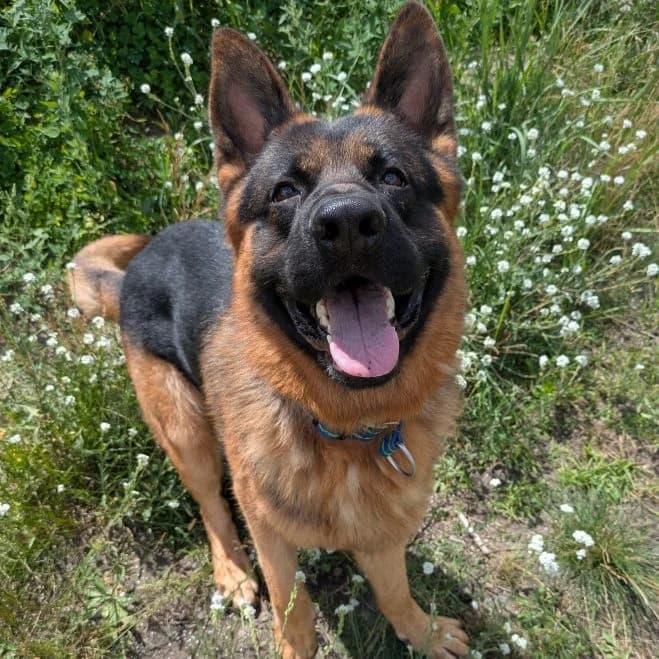 Rex, male young German Shepherd for adoption at Schronisko dla Zwierząt w Poznaniu, Poznan
