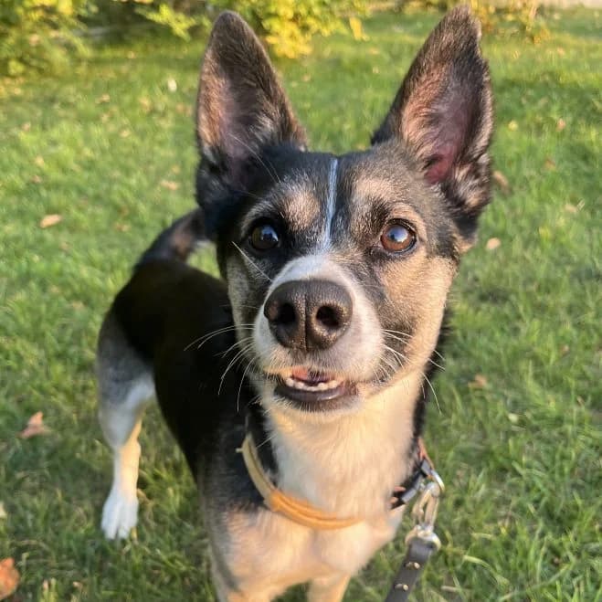 Skyr, male 5yo mixed breed for adoption at Schronisko dla Zwierząt w Poznaniu, Poznan