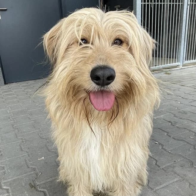 Ramen, male 3yo mixed breed for adoption at Schronisko dla Zwierząt w Poznaniu, Poznan