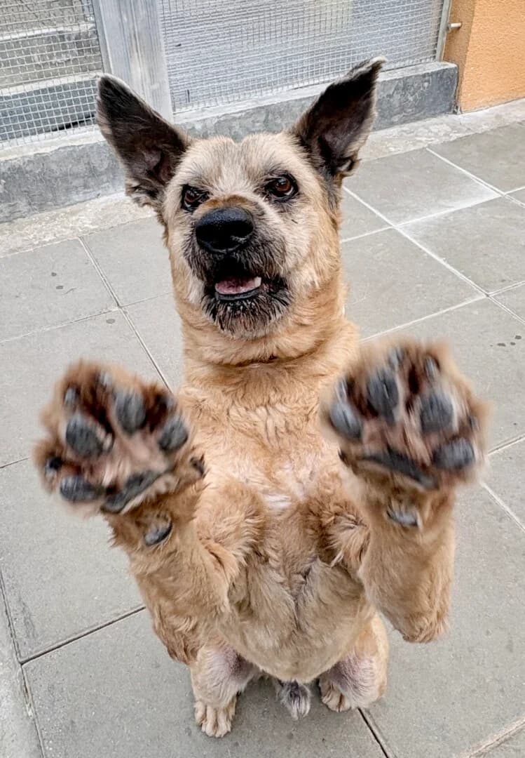 Pirat, male senior mixed breed for adoption at Schronisko Promyk Gdańsk, Gdansk