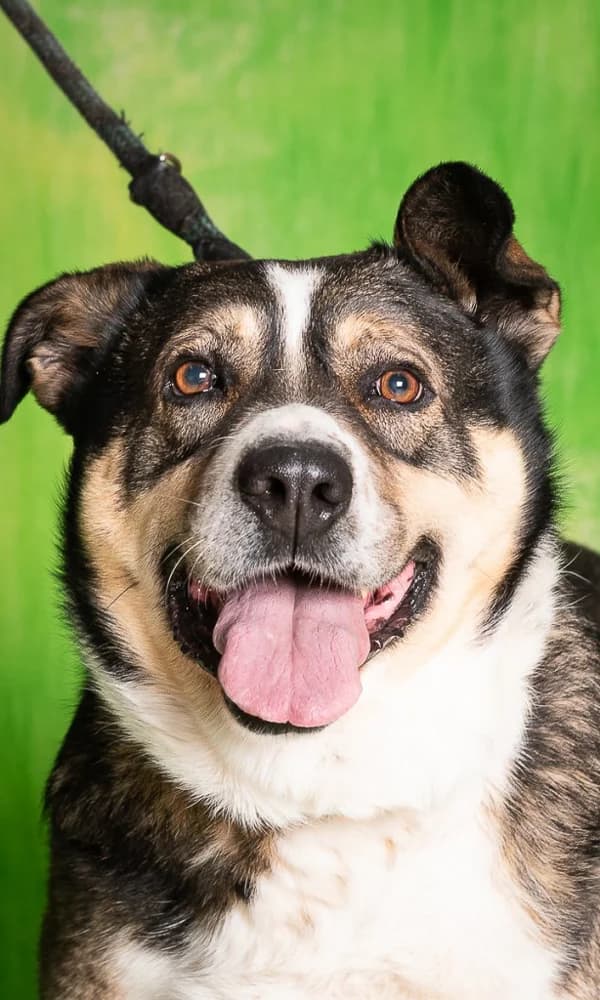 MELON, male senior mixed breed for adoption at Schronisko Promyk Gdańsk, Gdansk