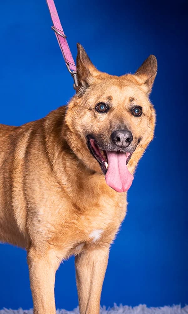 NEMO, male senior mixed breed for adoption at Schronisko Promyk Gdańsk, Gdansk