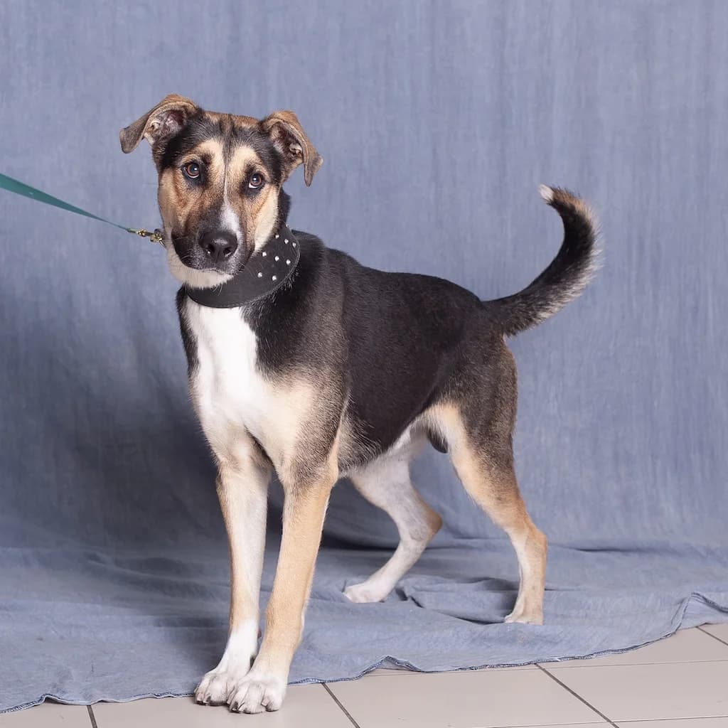 Morsztyn, male mixed breed for adoption at Schronisko Promyk Gdańsk, Gdansk