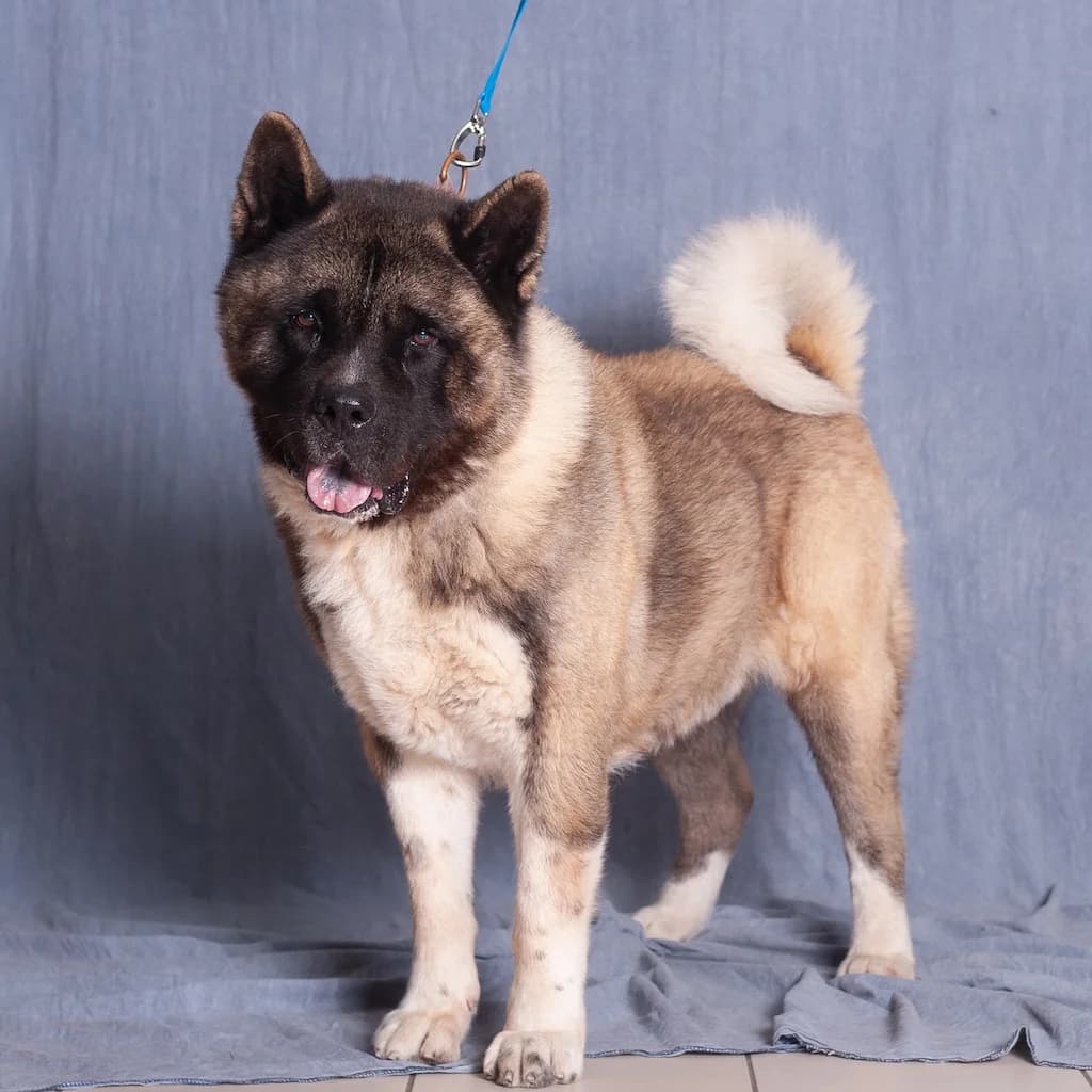 Ron, male mixed breed for adoption at Schronisko Promyk Gdańsk, Gdansk
