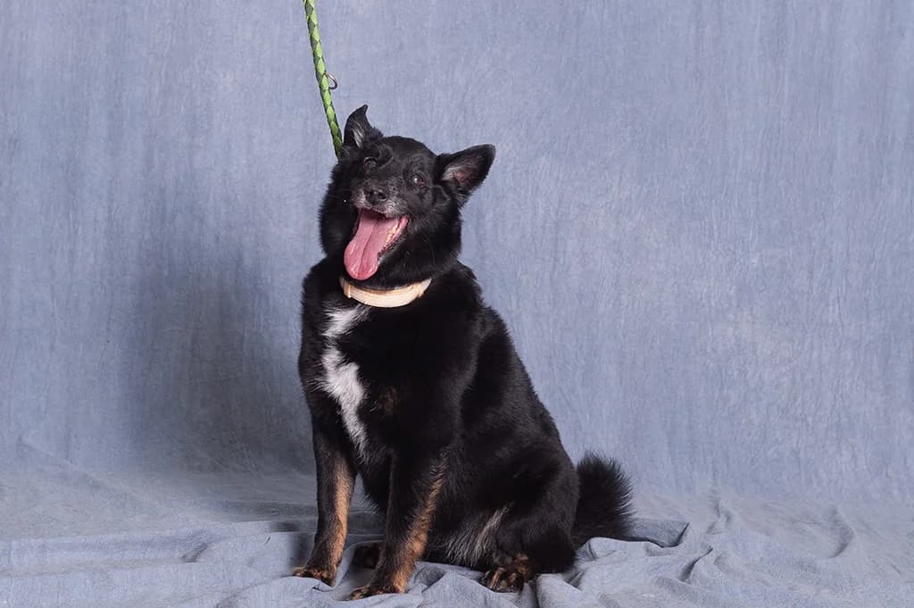 Psotka, female senior mixed breed for adoption at Schronisko Promyk Gdańsk, Gdansk