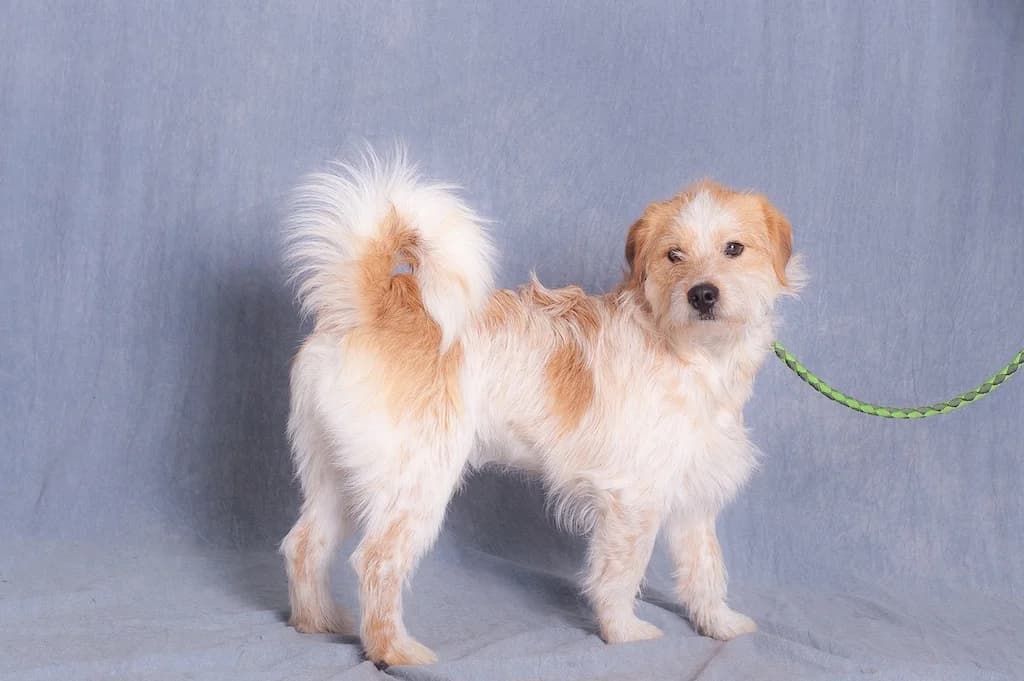 Gold, male 6yo mixed breed for adoption at Schronisko Promyk Gdańsk, Gdansk