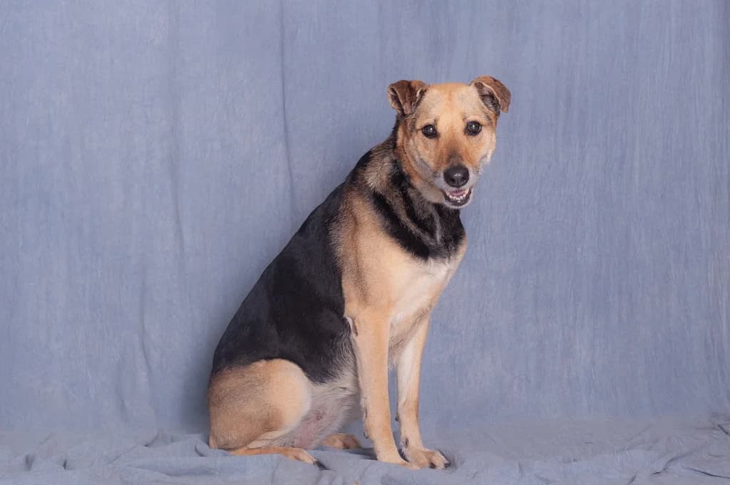 Astra, female mixed breed for adoption at Schronisko Promyk Gdańsk, Gdansk