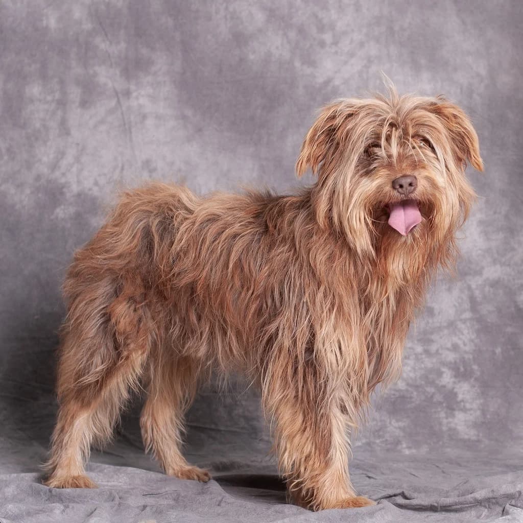Grześ (Miluś), male 5yo mixed breed for adoption at Schronisko Promyk Gdańsk, Gdansk