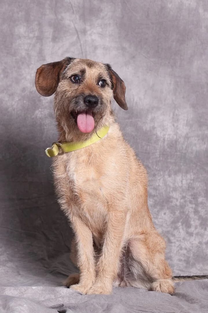 Zelda, female 5yo mixed breed for adoption at Schronisko Promyk Gdańsk, Gdansk