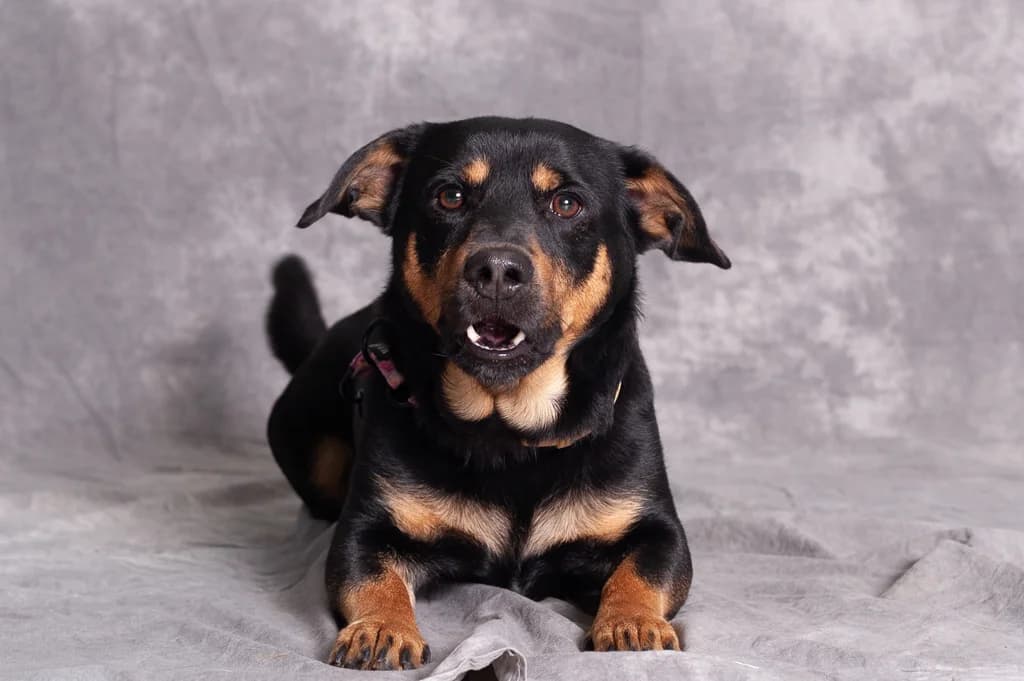 Lolek, puppy mixed breed for adoption at Schronisko Promyk Gdańsk, Gdansk