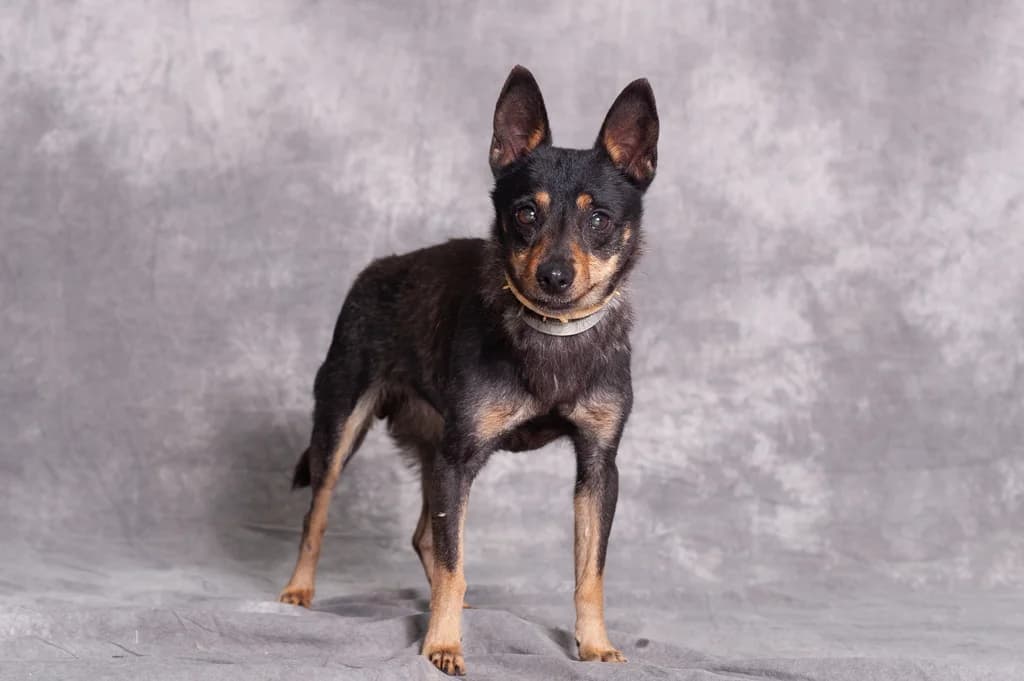 Oda, puppy mixed breed for adoption at Schronisko Promyk Gdańsk, Gdansk