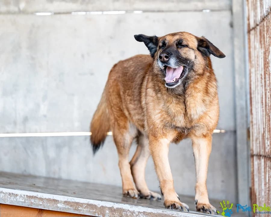 RUBI, female 4yo Mixed Breed for adoption at Schronisko Psie Pole