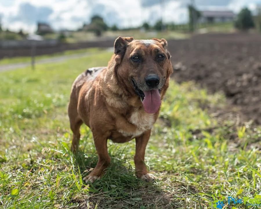 BILET, male senior Mixed Breed for adoption at Schronisko Psie Pole