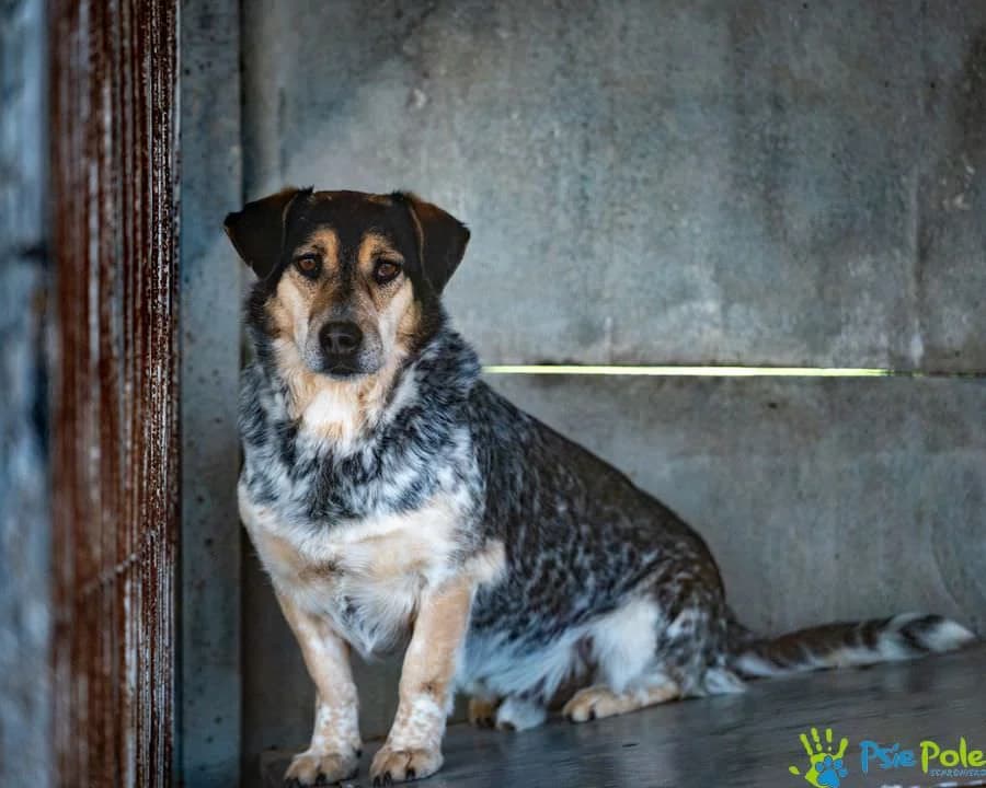 DROPCIO, male 6yo Mixed Breed for adoption at Schronisko Psie Pole