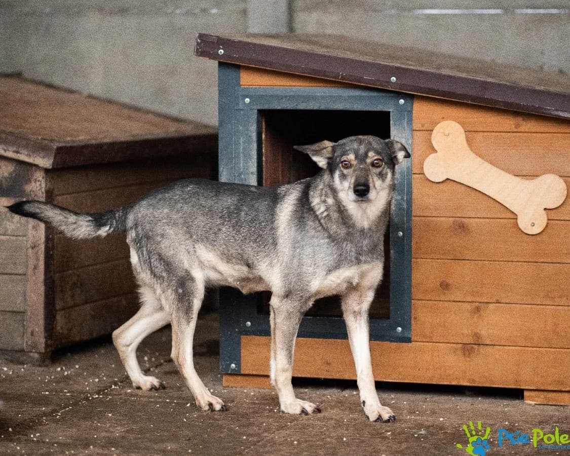 AQUA, female young Mixed Breed for adoption at Schronisko Psie Pole