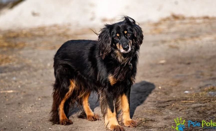 KAZURO, male senior Mixed Breed for adoption at Schronisko Psie Pole